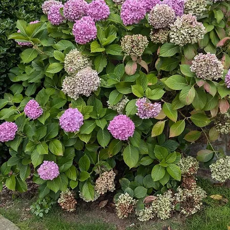 Piso De Lujo En Appartement Salinas (Castrillon)