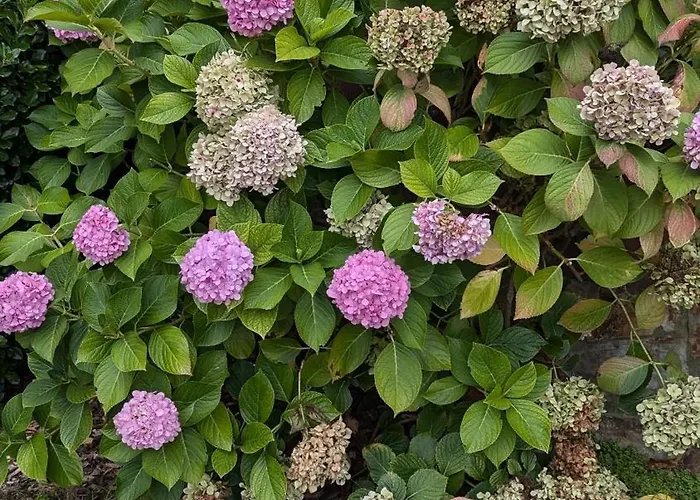 Piso De Lujo En Appartement Salinas (Castrillon)